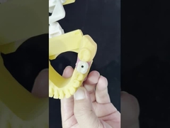 Порцелан Все на четырех Цирконий мост высокая эстетика зубной имплантат мост винт сохранен